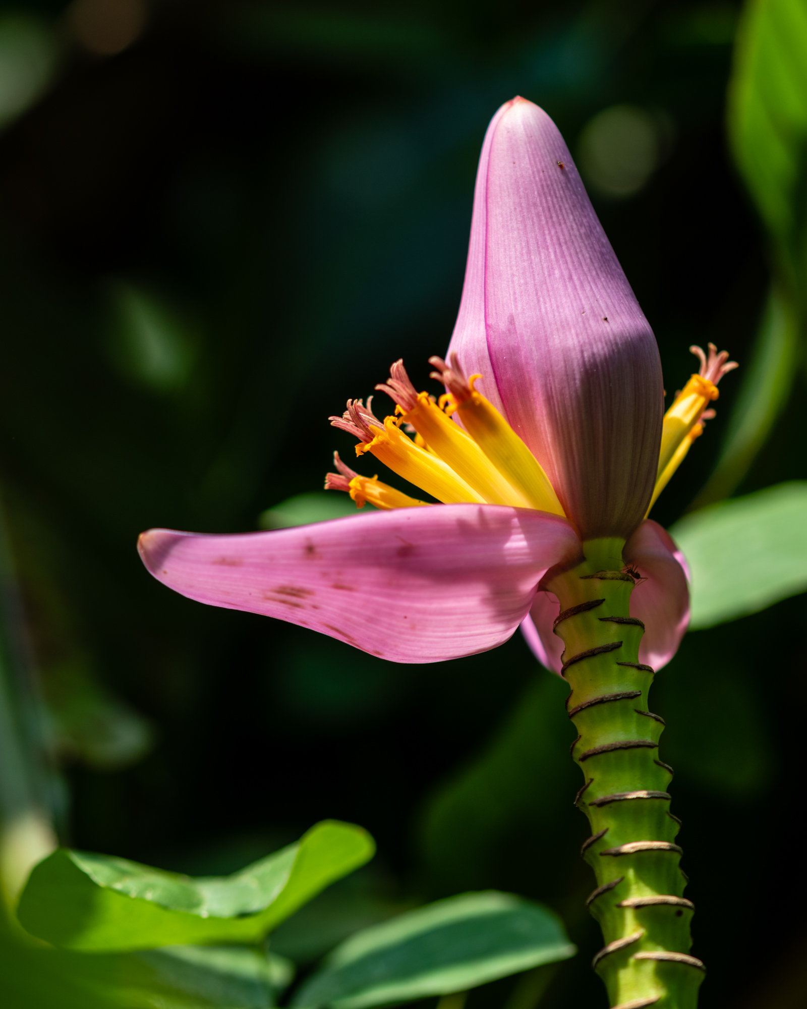 Bananenblüte