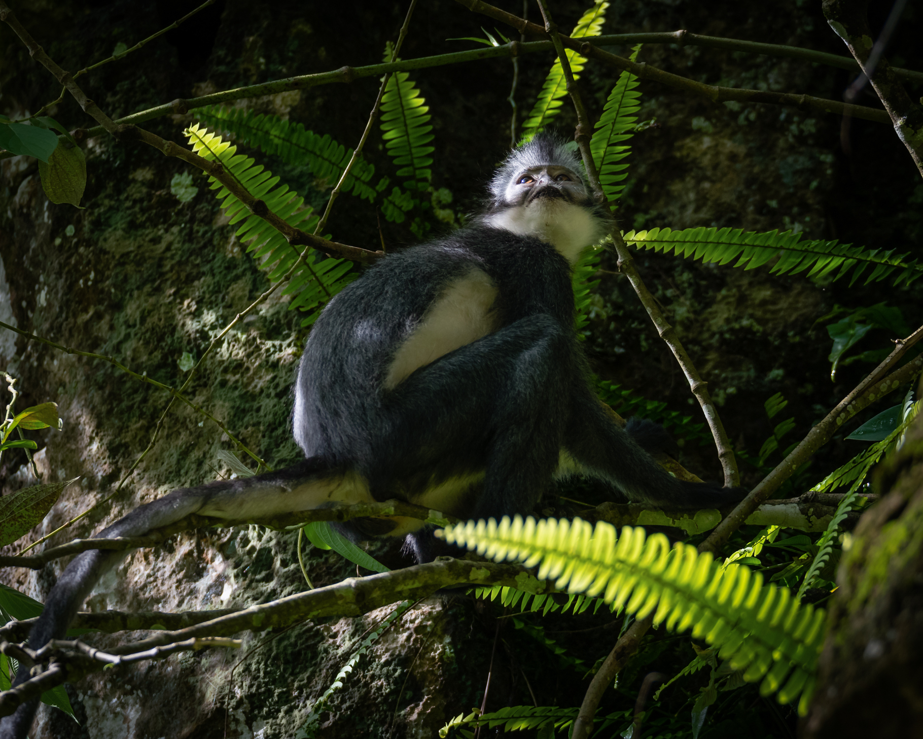 Thomas Langur - Presbytis thomasi (Collett, 1893)