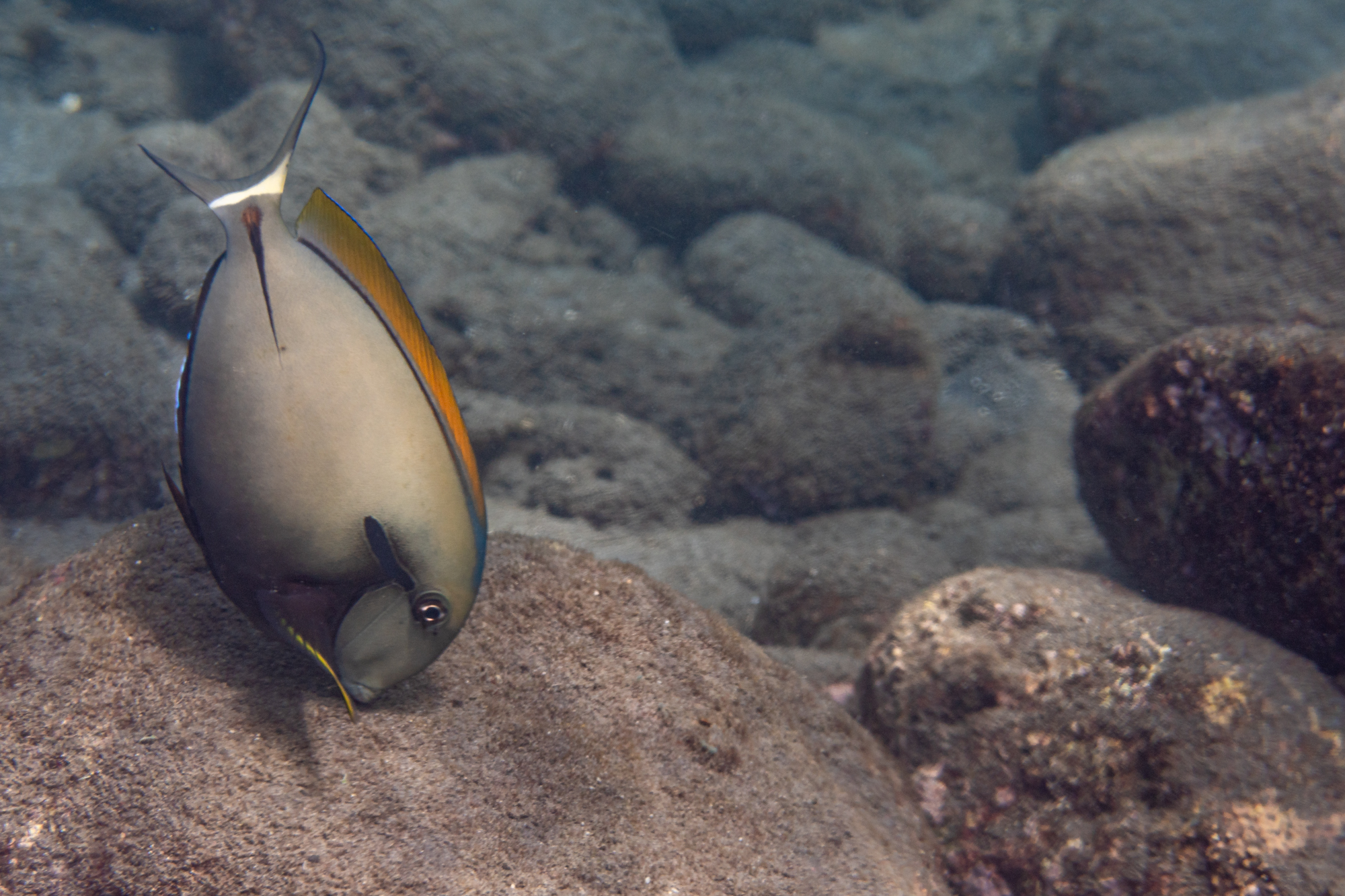 Achselkappen-Doktorfisch - Acanthurus nigricauda Duncker & Mohr, 1929