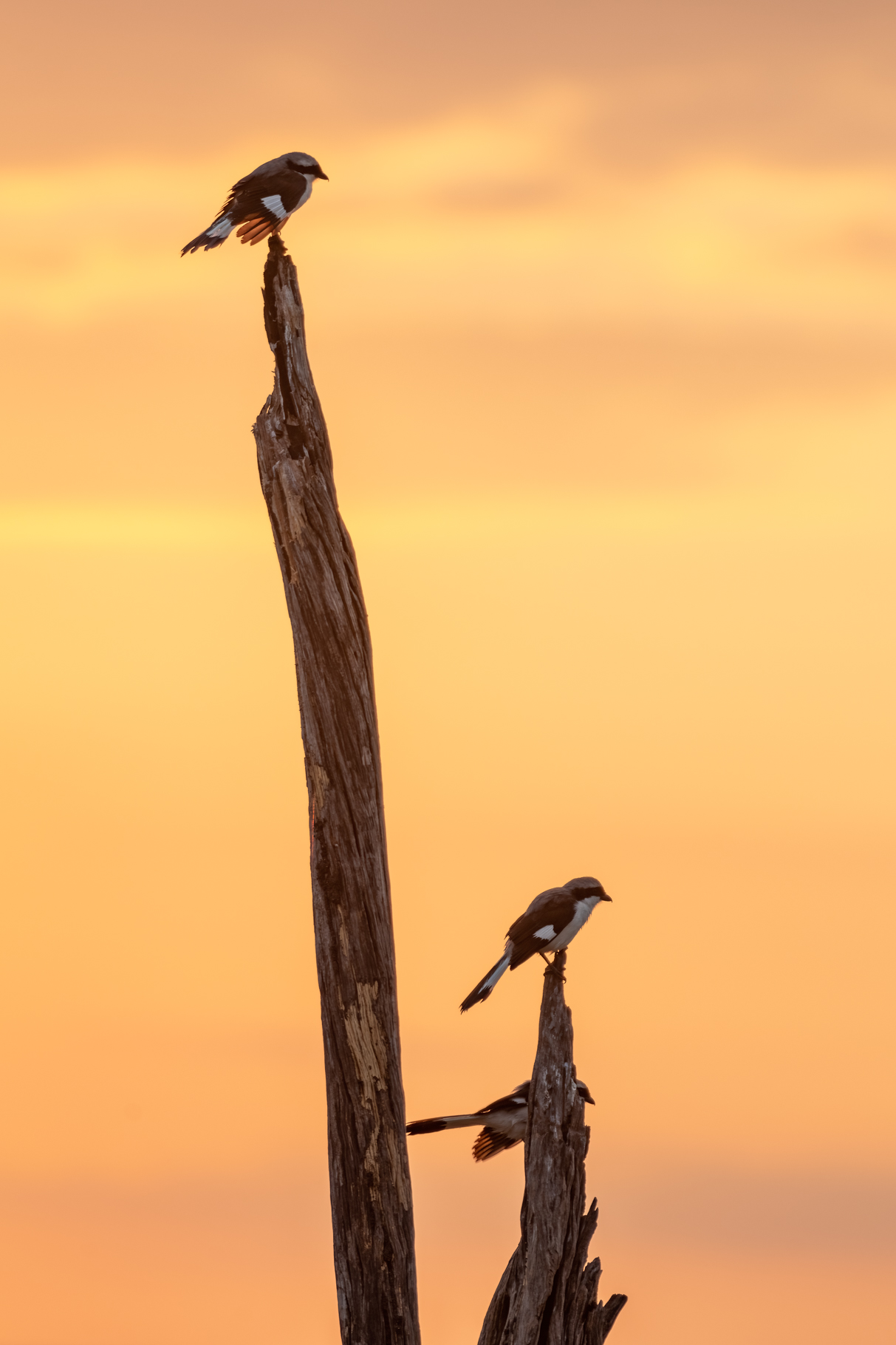 gray-backed fiscal at sunrise [370 mm / f5.6 / ISO 50 / 1/80 sec.]