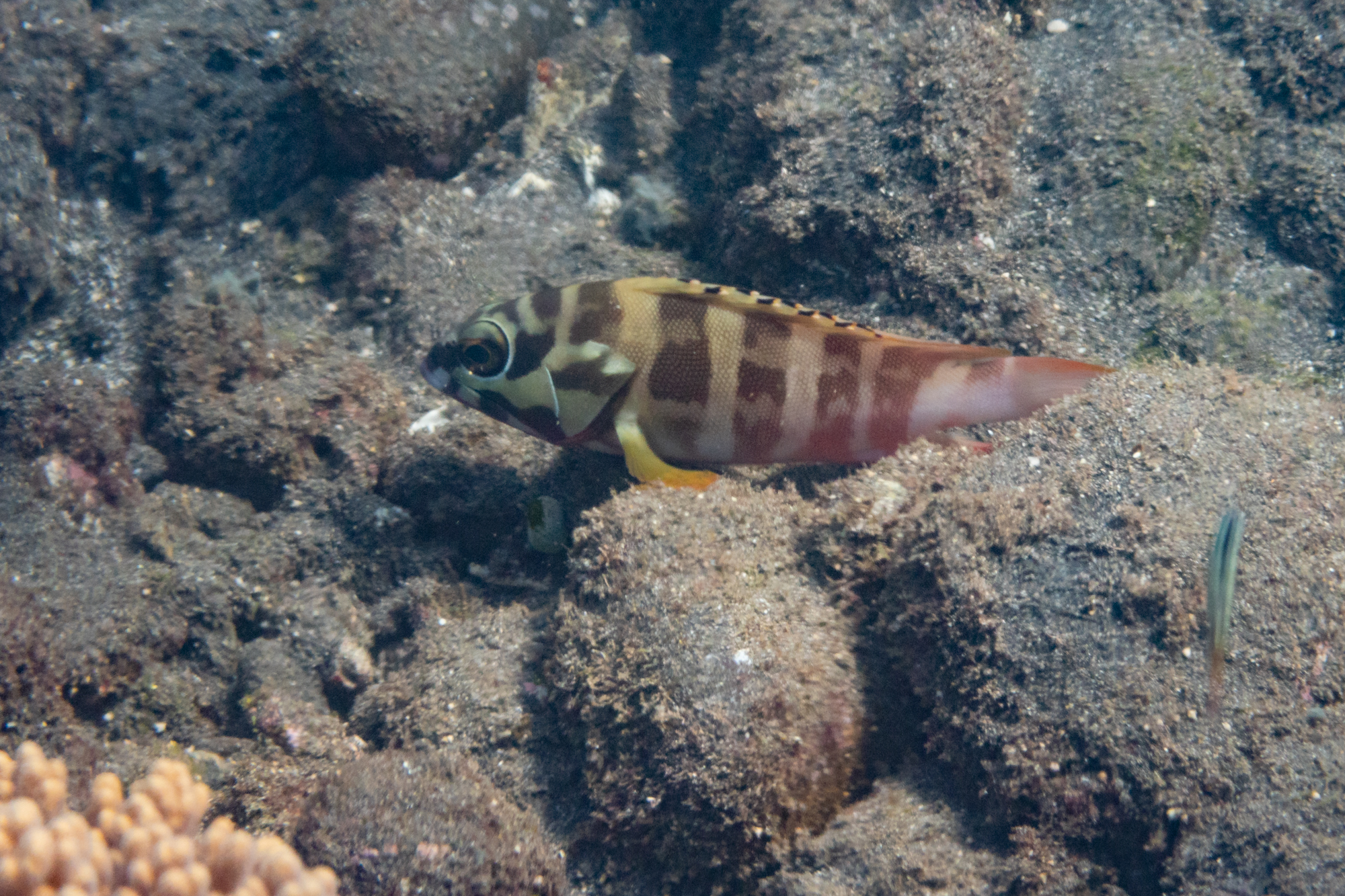 Baskenmützen-Zackenbarsch - Epinephelus fasciatus Forsskål, 1775