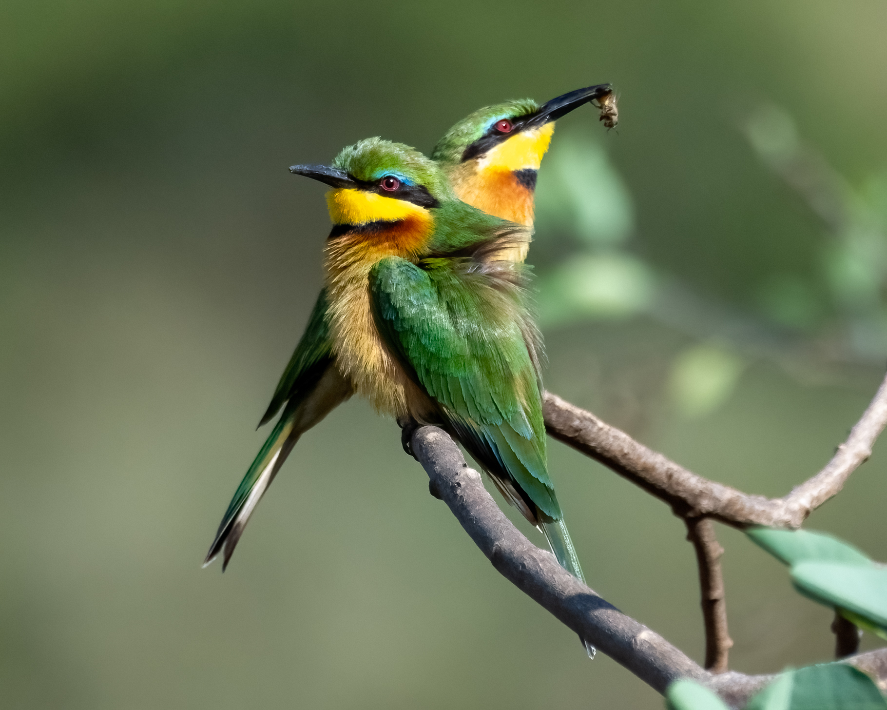 little bee-eater - Merops pusillus Statius Müller, 1776 [450 mm / f8/ ISO 800 / 1/1600 sec.]