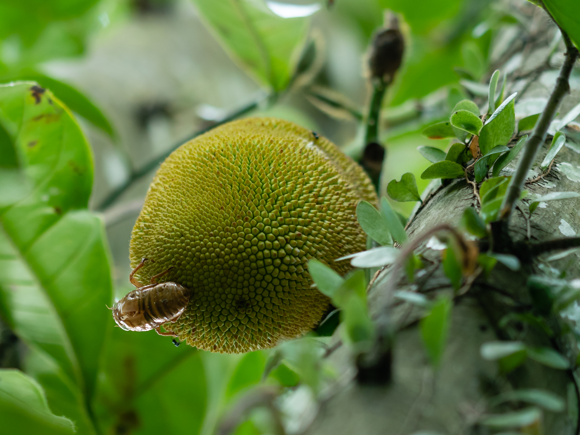 Zikadenhülle auf Jackfrucht