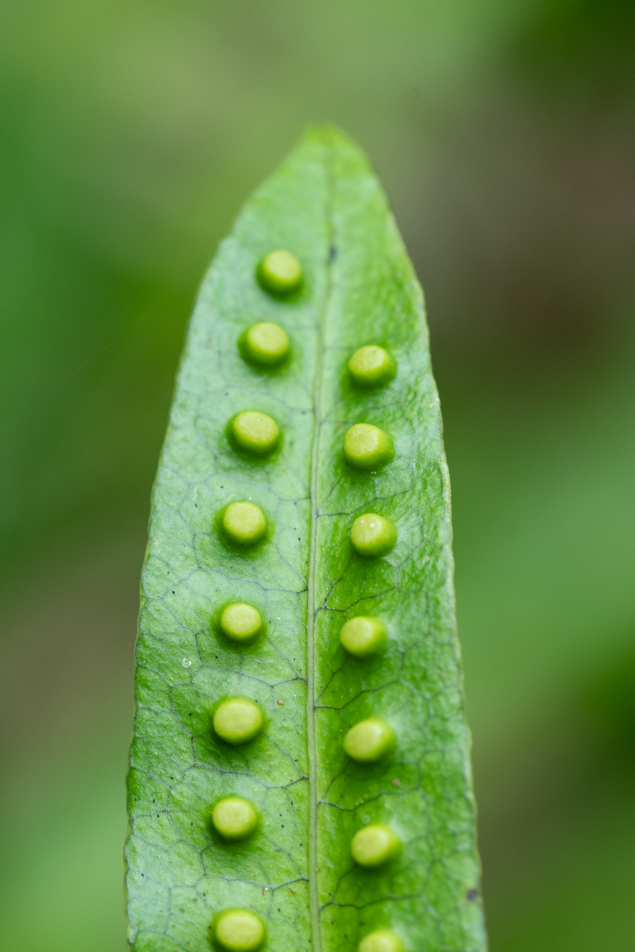 Sporotrophophyll - Ein sporentragendes Blatt