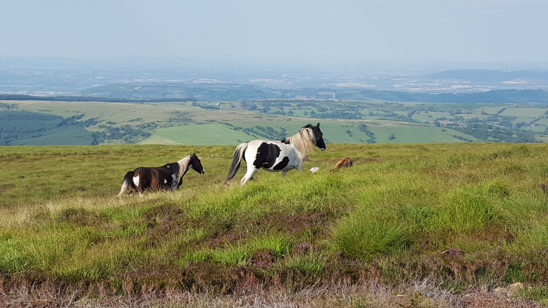 Brecon ponies