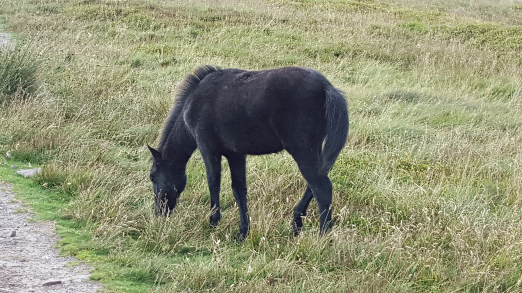 This foal was quite lovely