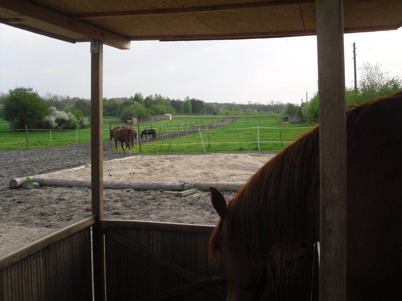 Unser Paddock Trail Paddock Trail Lieskau