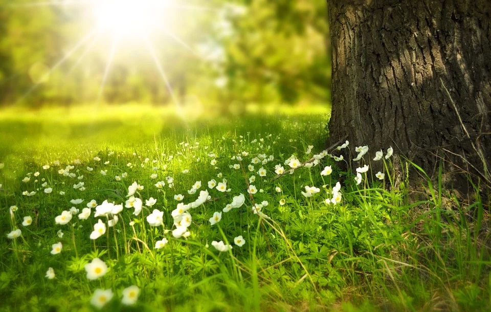 Wann und Wo leben die Wildbienen?