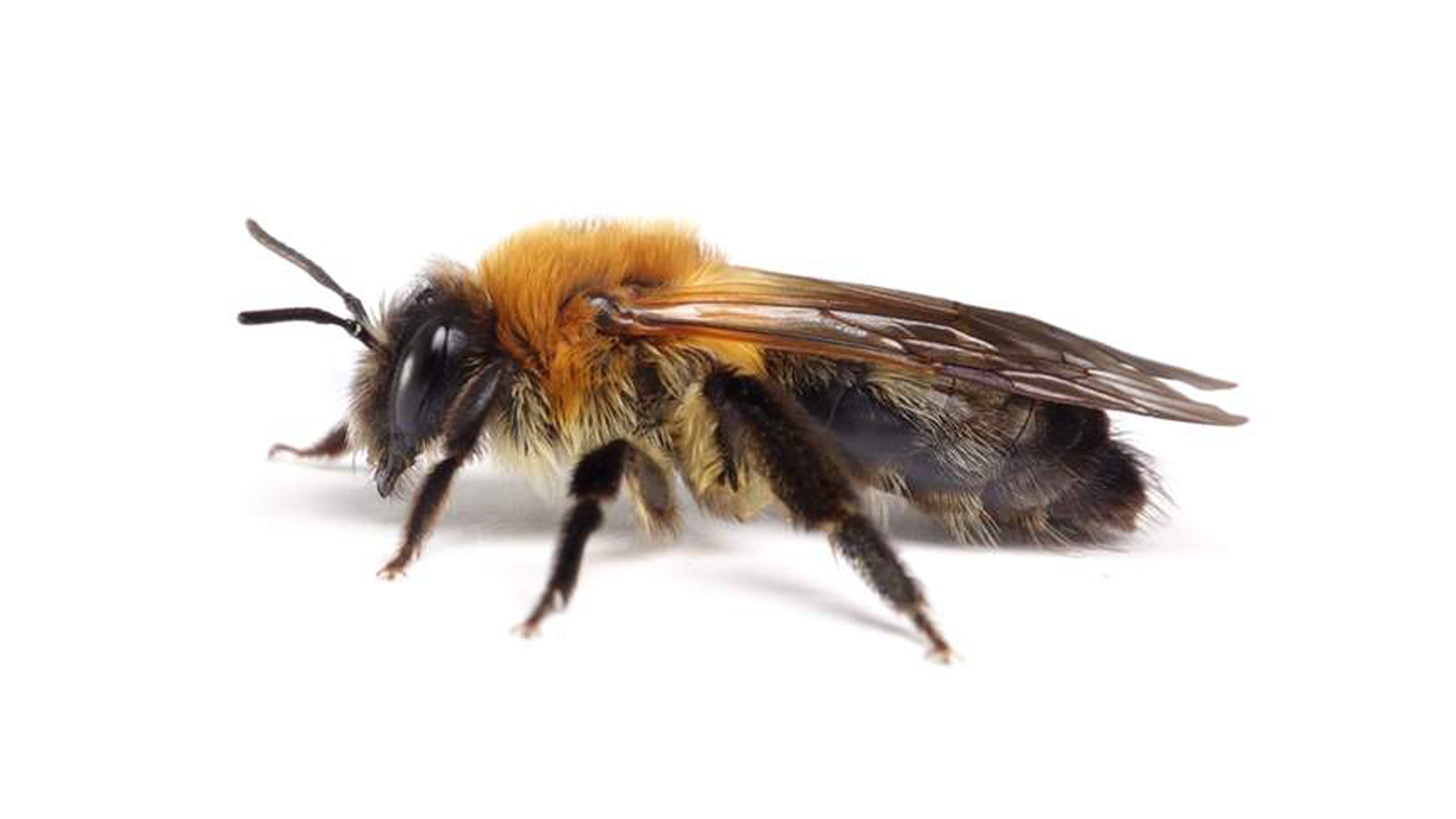 Wildbienen erkennen