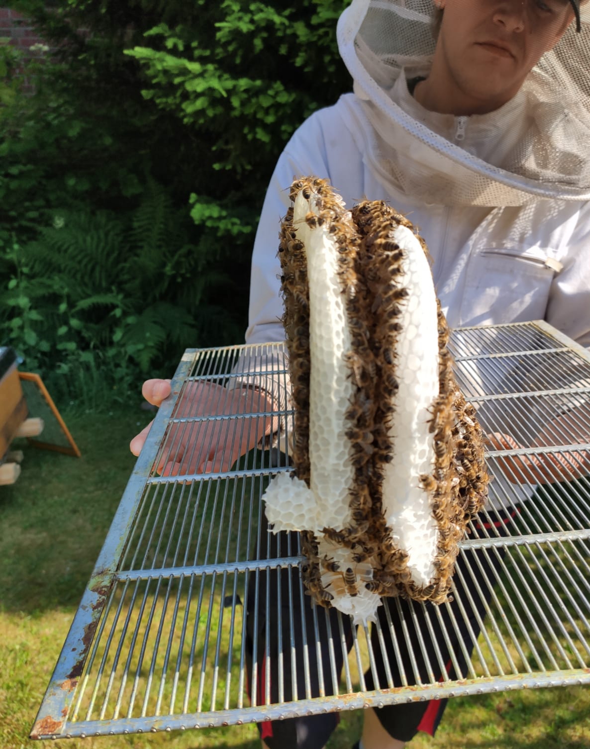 Der Bienenflüsterer