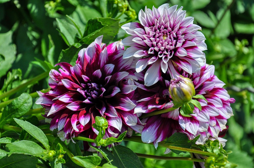 Gefüllte Dahlien