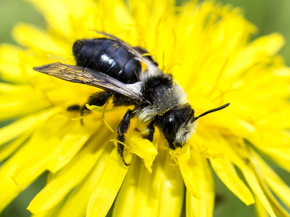 Wildbienen-Parasiten