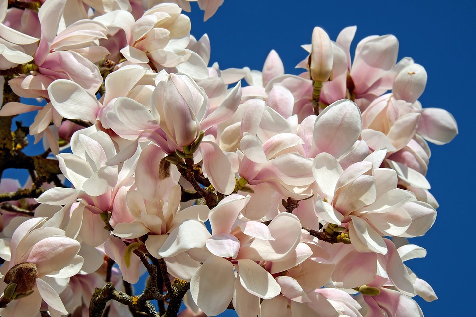 Magnolien