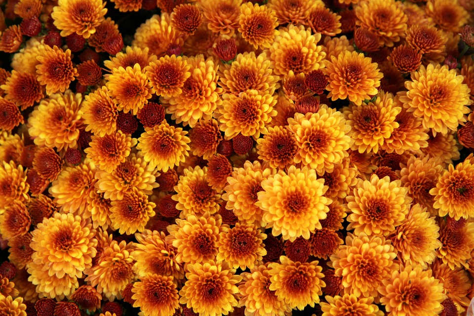 Garten-Chrysanthemen