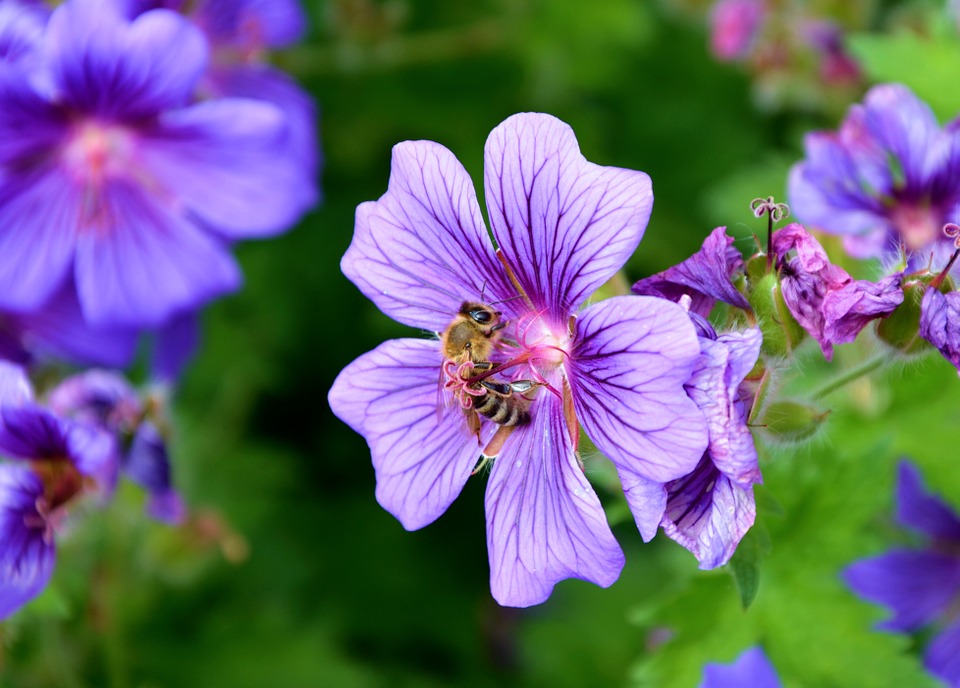Wie sammeln die Bienchen?