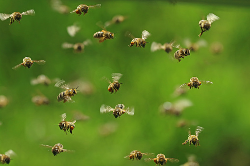 Die Wildbienen