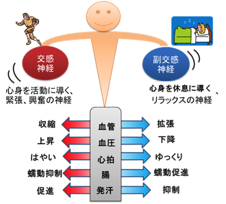 自律神経の振り子 - 名古屋市瑞穂区 ランナーのケア、自律神経失調症の ...