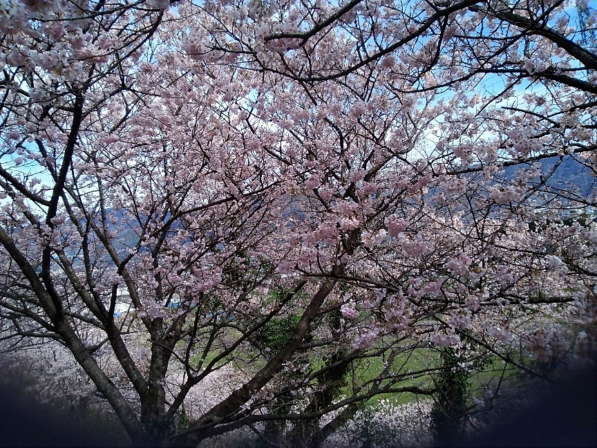 春めき桜、新松田