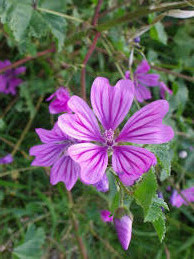 Passees Recettes Plantes Sauvages Comestibles Hautes Pyrenees Maubourguet 65700