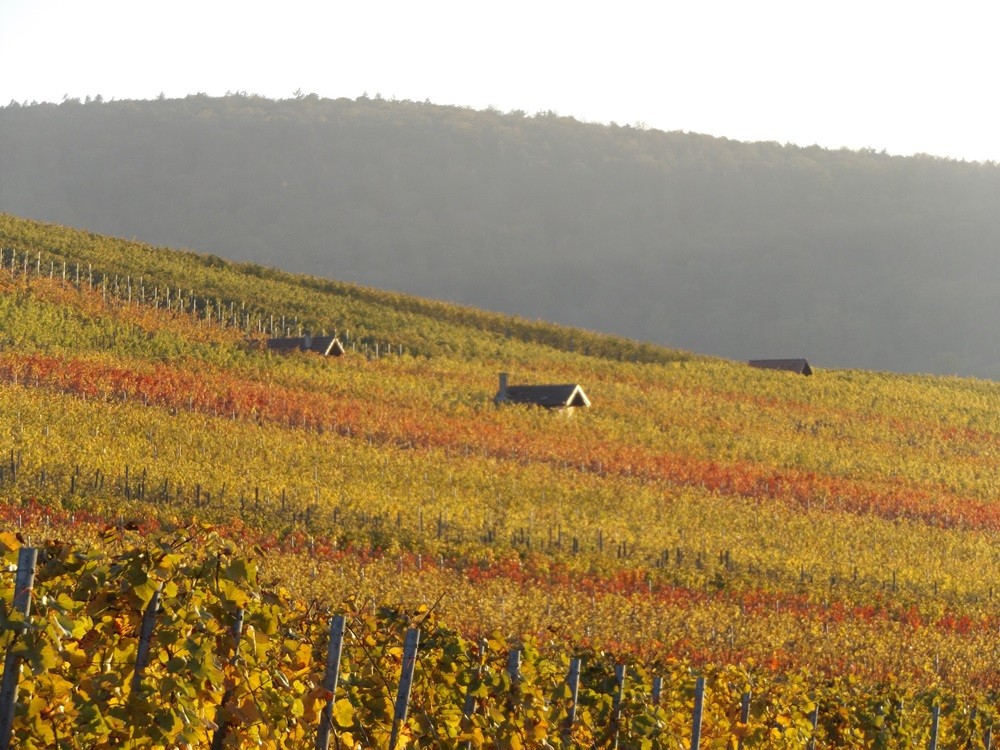 in den Weinbergen