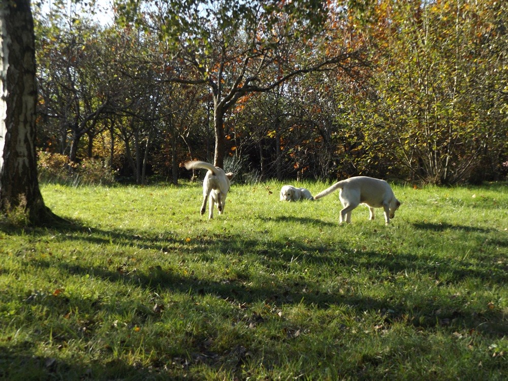 im "Garten" - Paulchen, Ella und Nova