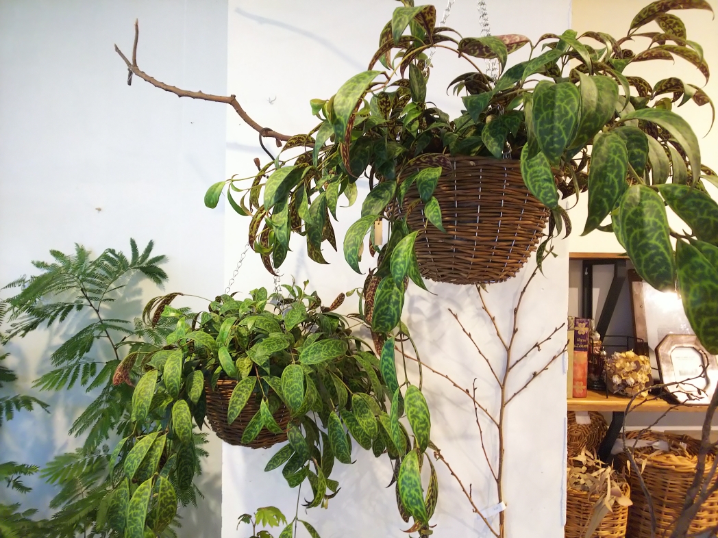 エスキナンサス マルモラタス 特大 吊り鉢 | testes.metalesp.com.br