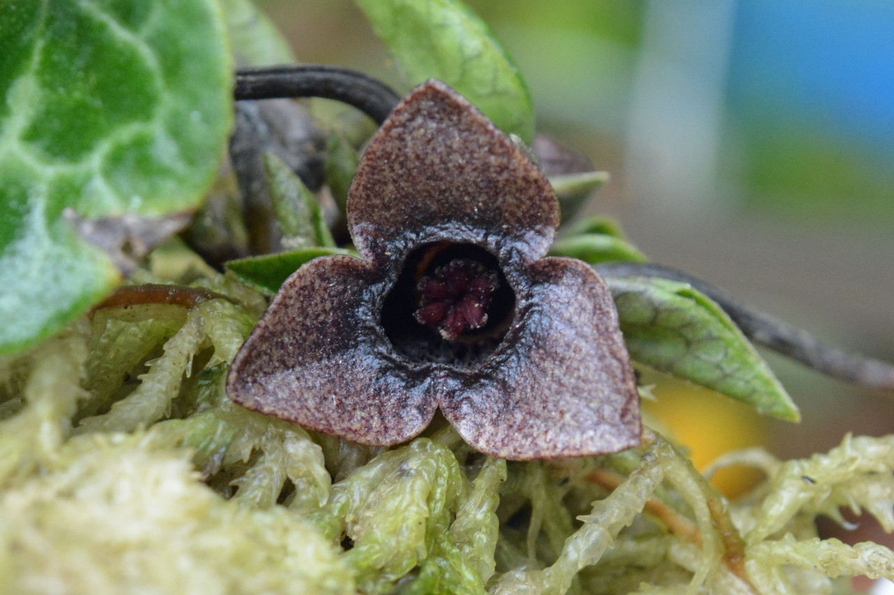 チゴカンアオイ 伊豆産 青軸 B カンアオイに魅せられて！！ - 2022年05月