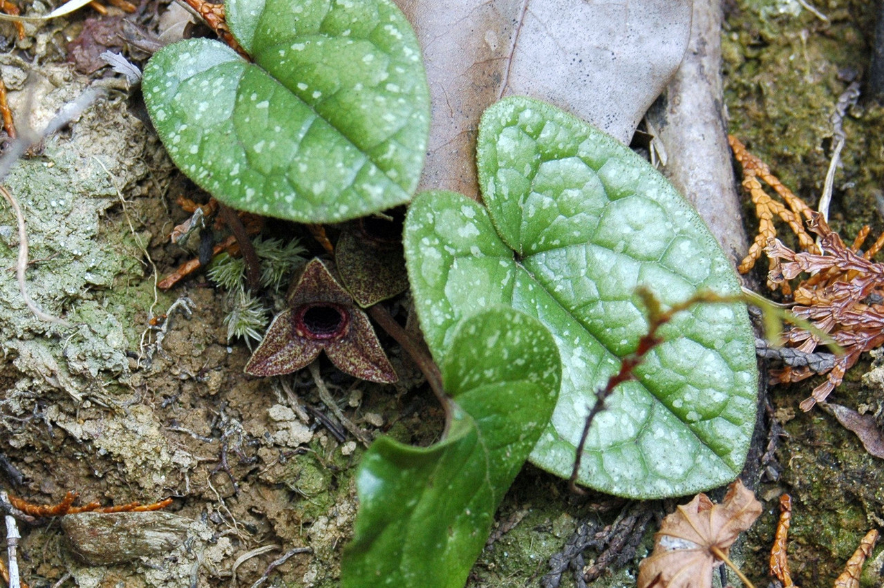 アツミカンアオイ - kanaoiasarum ページ！