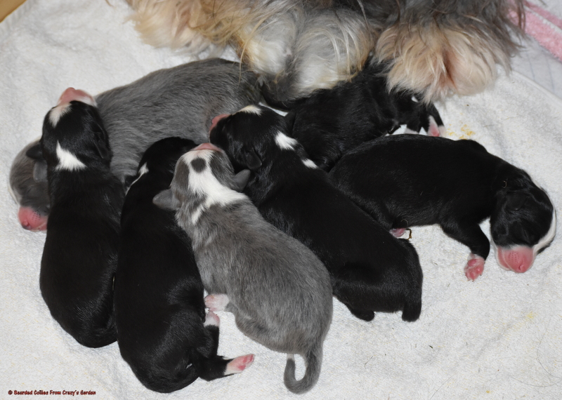 Bearded Collie Welpe