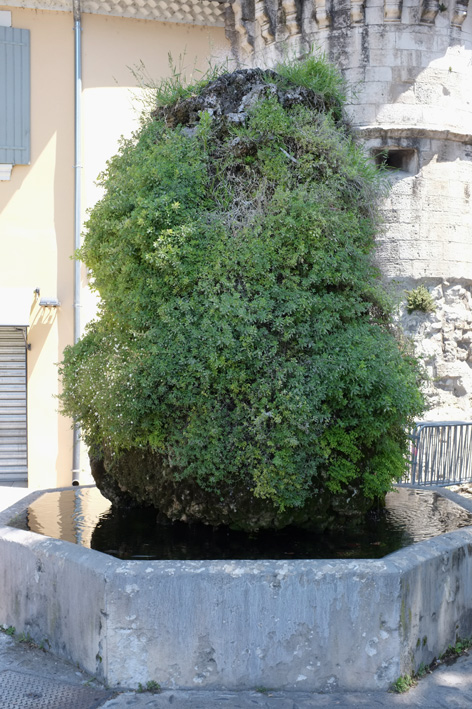 Fontaine moussue in Pernes-les-Fontaines