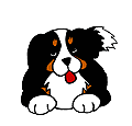 vente chiots bergers allemands