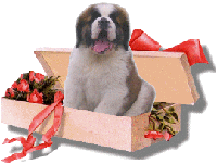 vend chiot saint bernard
