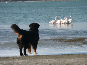 Chiots bouvier bernois