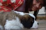 vente chiots saint bernard