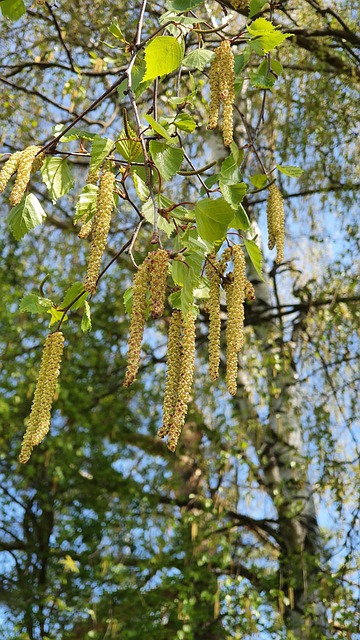 24. Allergie-Lenz