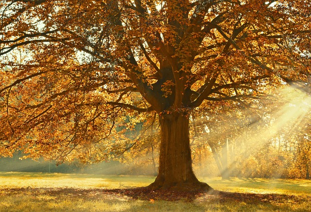 Ein Baum mit Herbstlaub im Sonnenschein. Bild von Peggychoucair auf Pixabay.