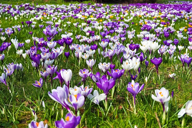 Eine Wiese mit blühenden Krokussen. (CC0-Lizenz)