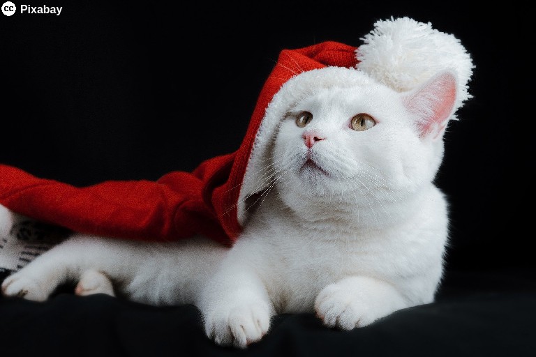 23. Weihnachten, das Fest der Liebe
