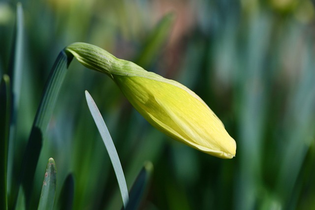 Daffodil. Image by Annette Meyer from Pixabay.