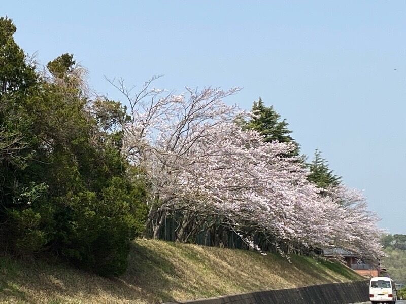 近所の波岡中学校の桜は結構圧巻なんですよ！皆様にもシェア(*^-^*)