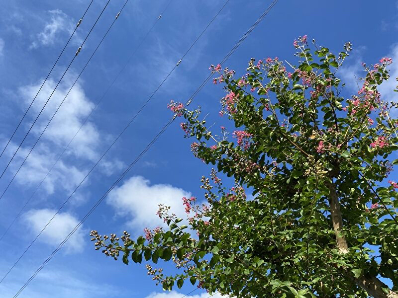 お庭の百日紅、、、もうお花も終わりかなぁ