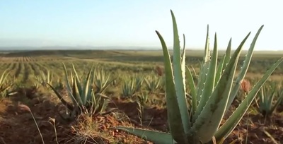 LES 10 BIENFAITS DE L'ALOE VERA