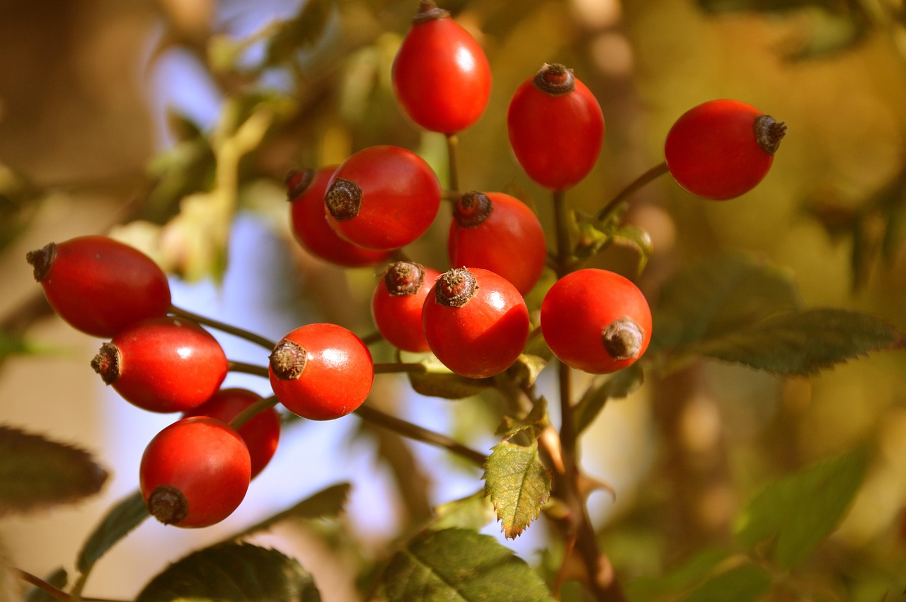 Emelies Hexenküchen Tipps!  ✨ Heute: Die Hagebutte
