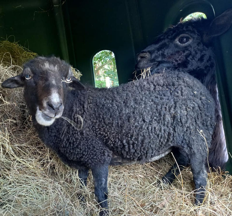 Abschied von Gweny