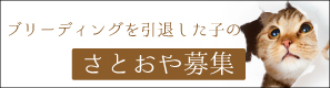 ブリーディングを引退した子の里親募集