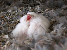 10. April 2011: Ein Jungfalke ist hungrig und sperrt den Schnabel auf.