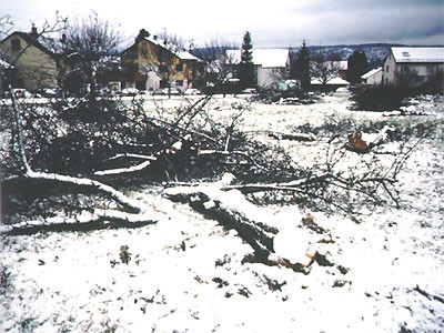 Gerodete Streuobstwiese in Berkheim Foto: D.Francke