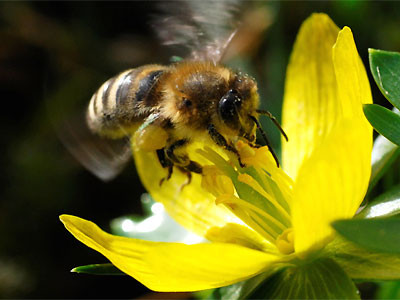 Honigbiene an einer Winterling-Blüte Foto: NABU/Klein