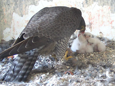 Weibchen beim Füttern der 4 Jungvögel 2009 Foto: BUND/W.Barth