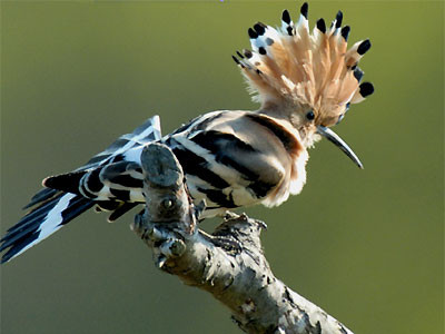 Wiedehopf mit gesträubter Haube Foto: NABU/T.Dove